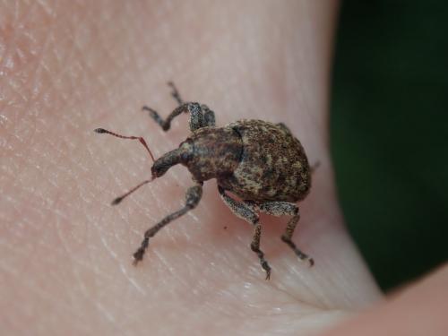 Donus sp.